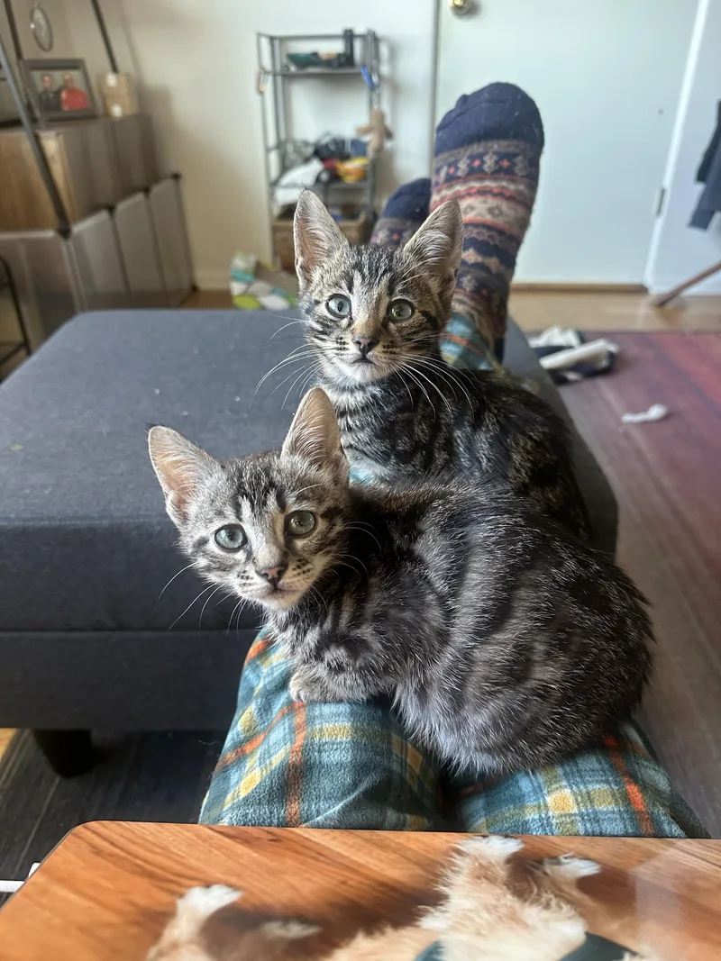 Le Tigre And Blue thumbnail 4