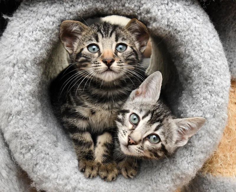 A baby large-sized male Tabby (Brown / Chocolate) Domestic Short Hair cat named Le Tigre And Blue for adoption in Seattle, WA