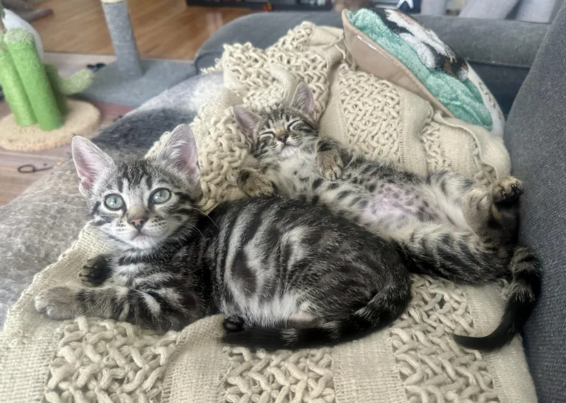 Le Tigre And Blue thumbnail 5