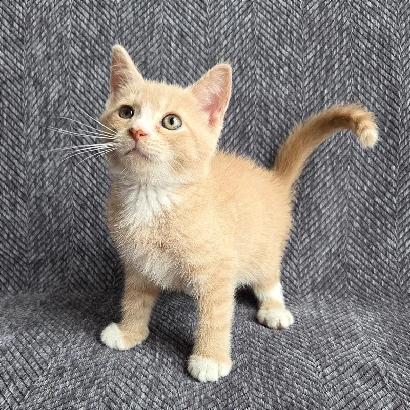 A baby small-sized male Buff / Tan / Fawn Domestic Short Hair cat named Dune for adoption in Baltimore, MD
