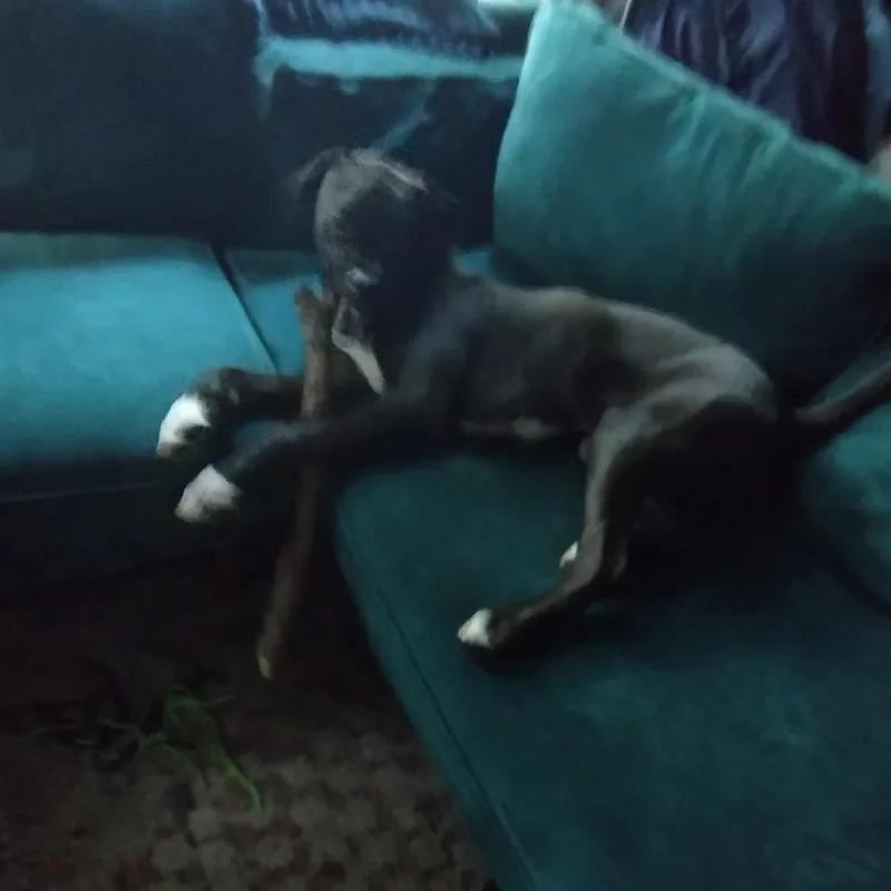 A young medium-sized male Pit Bull Terrier dog named Barbas for adoption in Dallas, TX