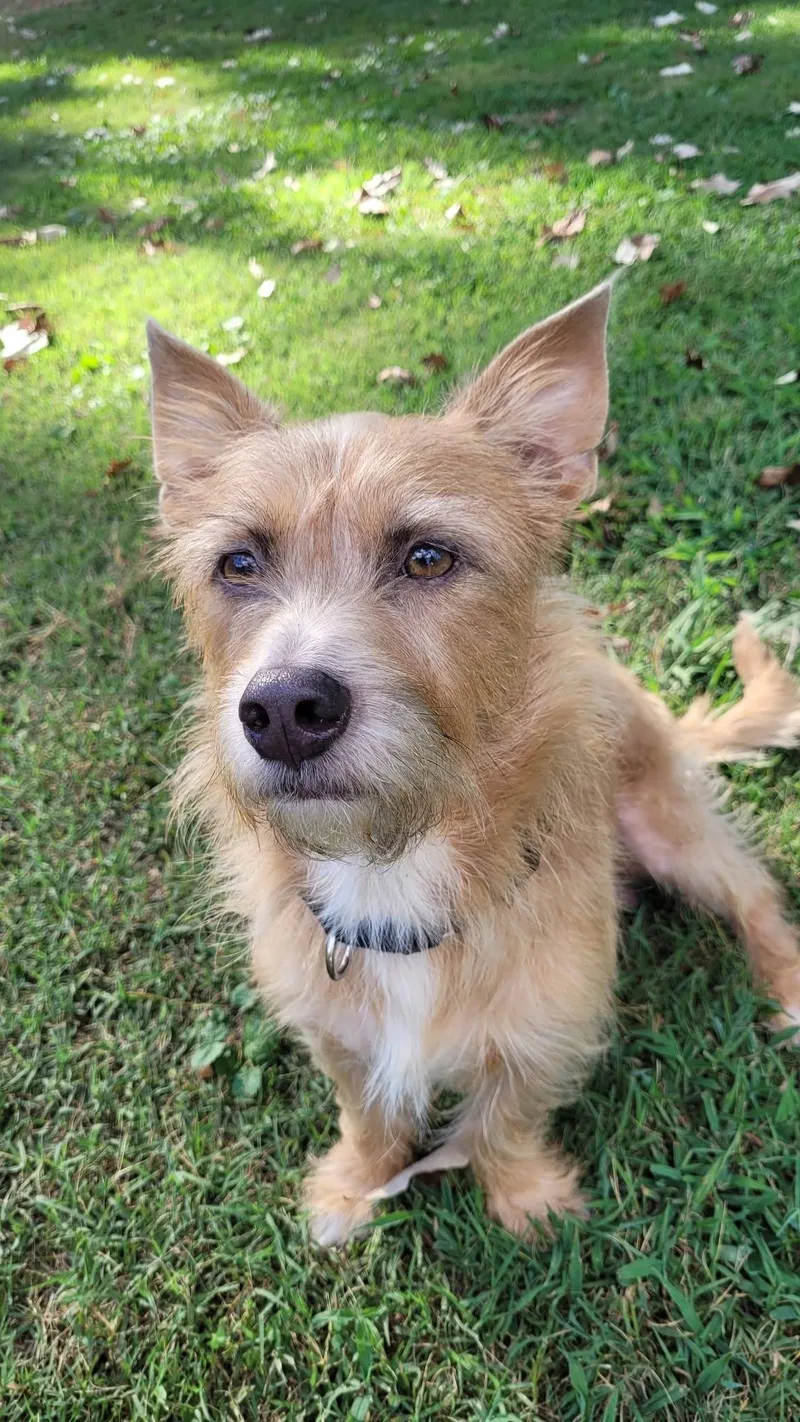 A young medium-sized male Terrier dog named Harry for adoption in Greenville, SC