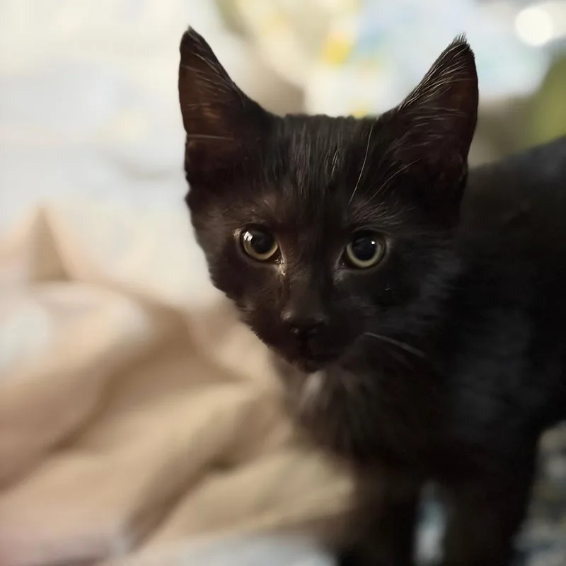 A baby small-sized male Black Domestic Short Hair cat named Hoover Dam Problem C for adoption in Princeton, MN