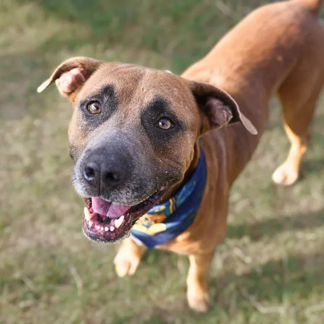 An adult medium-sized male American Staffordshire Terrier dog named Cheetah Keith for adoption in San Antonio, TX