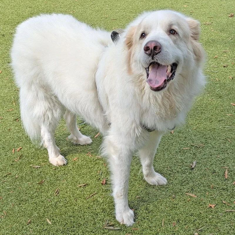 An adult extra large-sized female Great Pyrenees dog named Princesa for adoption in Charlottesville, VA