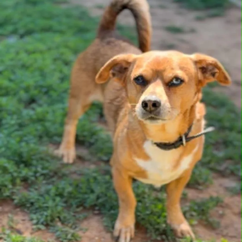 An adult small-sized male Brown / Chocolate Mixed Breed dog named Meringue for adoption in Washington Township, OH