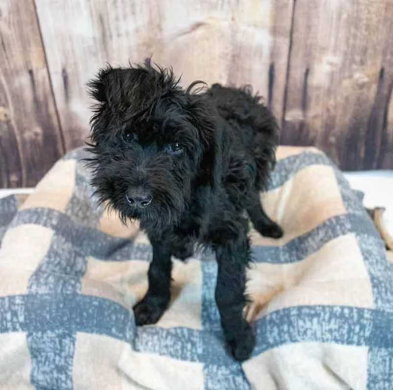 A baby medium-sized male Poodle dog named Magoo for adoption in Kennesaw, GA