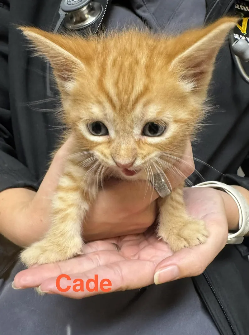 A baby small-sized male Orange & White Tabby cat named Cade for adoption in Shrewsbury, MA