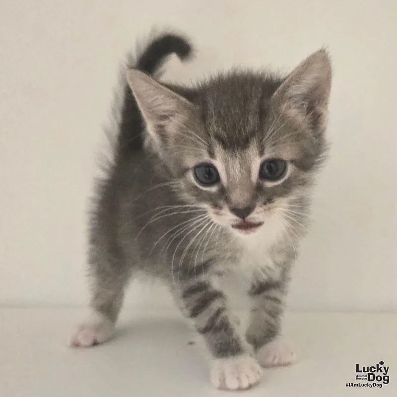 A baby medium-sized male Domestic Short Hair cat named Kermit for adoption in Washington, DC