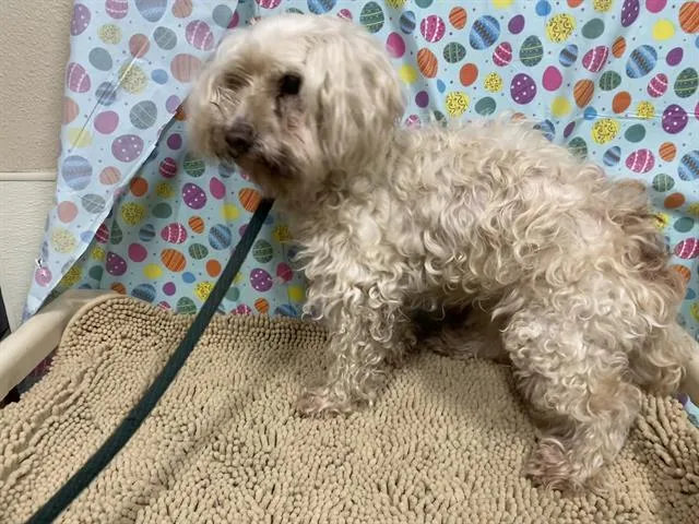 A senior small-sized female Poodle dog named Ivory for adoption in Modesto, CA