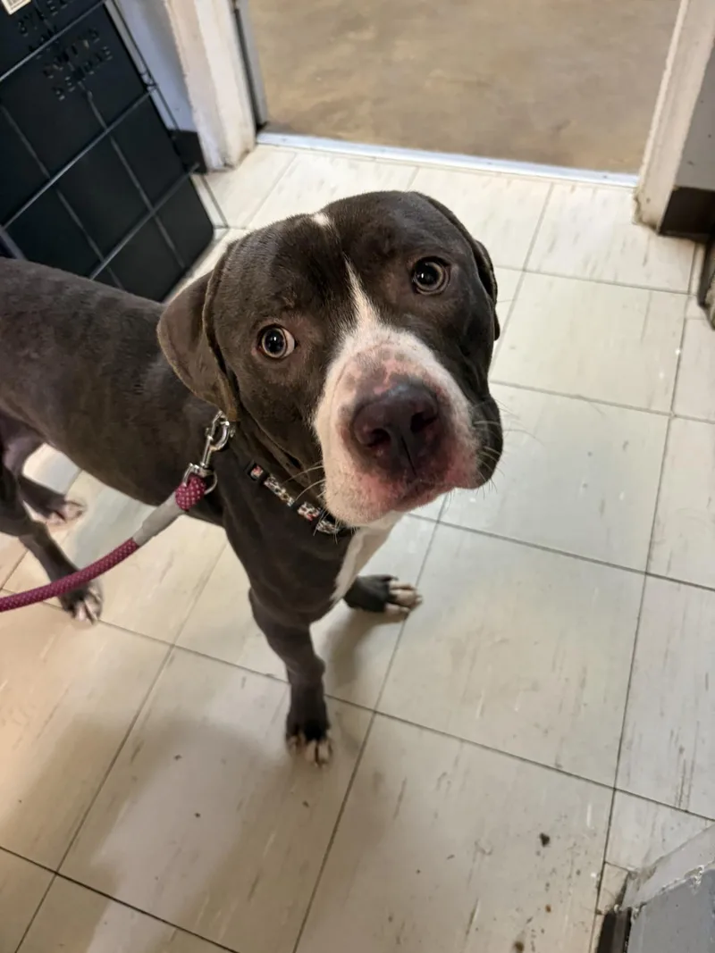 A young large-sized male Pit Bull Terrier dog named Kevin for adoption in Hermitage, PA