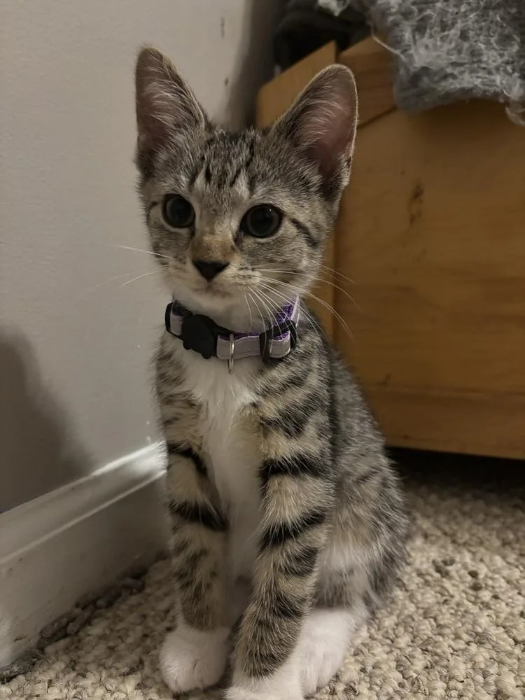 A baby medium-sized female Domestic Short Hair cat named Cinder for adoption in Salisbury, NC