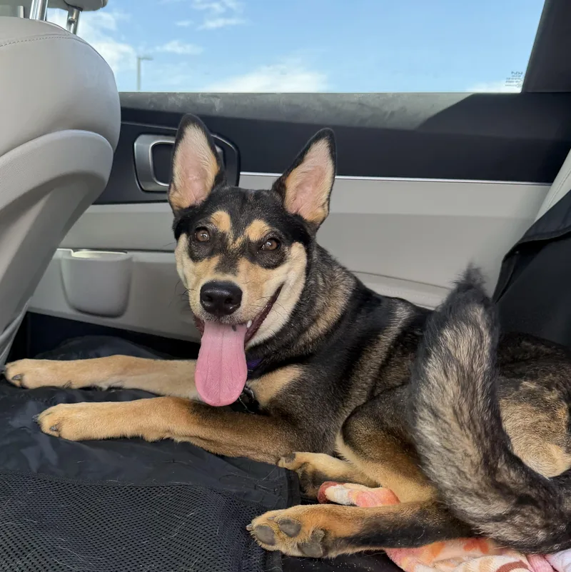 A young medium-sized female Tricolor (Brown, Black, & White) Shepherd dog named Scout for adoption in Mahwah, NJ