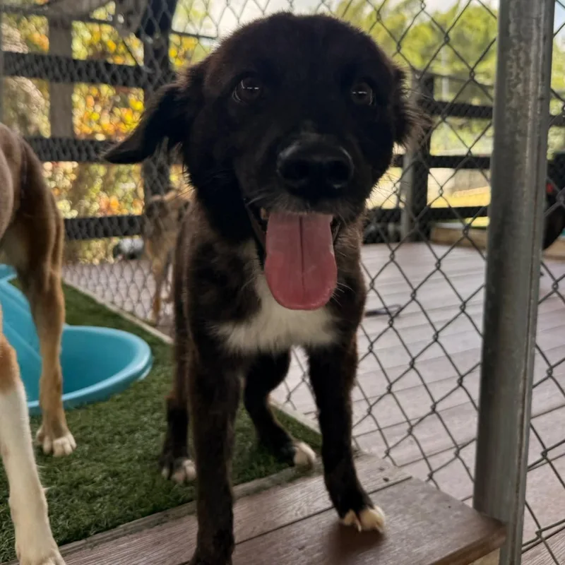 An adult small-sized female Mixed Breed dog named Inu for adoption in Brooklyn, NY