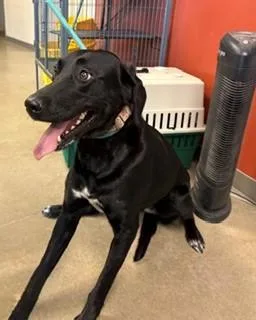 An adult medium-sized female Black Labrador Retriever dog named Shay for adoption in Mason City, IA