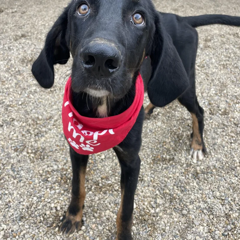A young large-sized male Bicolor Mixed Breed dog named Jett for adoption in Lacon, IL