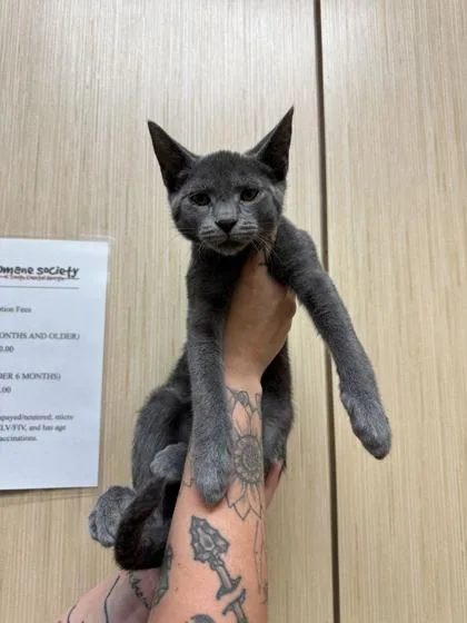 A baby medium-sized male Domestic Short Hair cat named Dryer Lint for adoption in Brunswick, GA