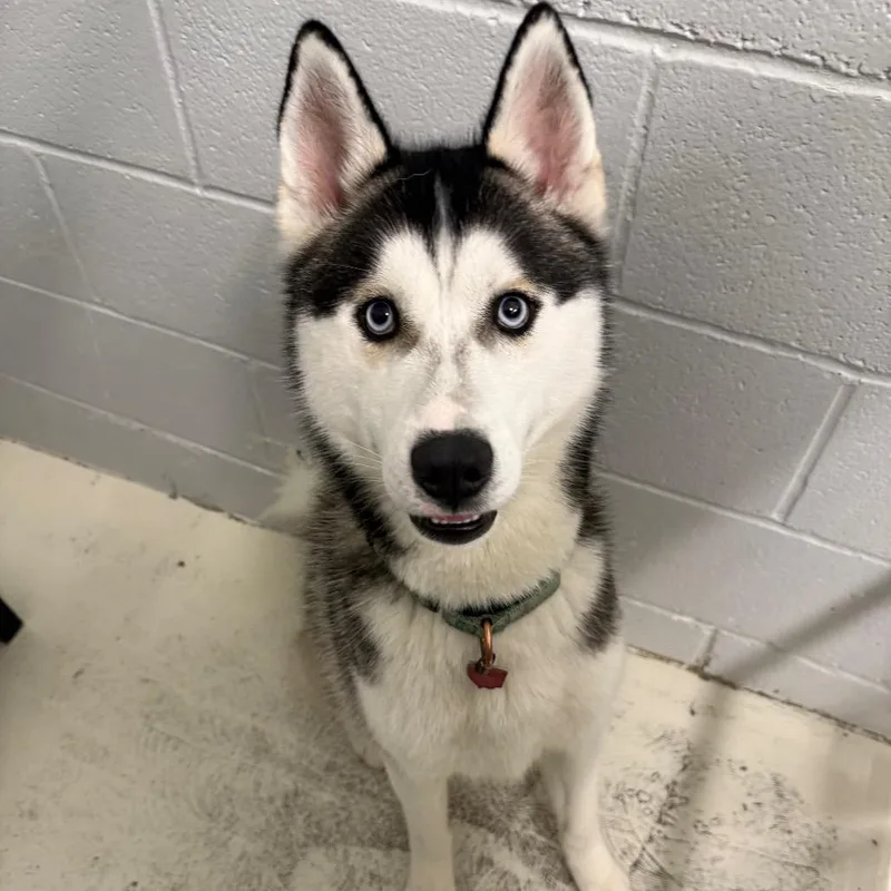 A young medium-sized male White / Cream Siberian Husky dog named Ghost for adoption in Delaware, OH