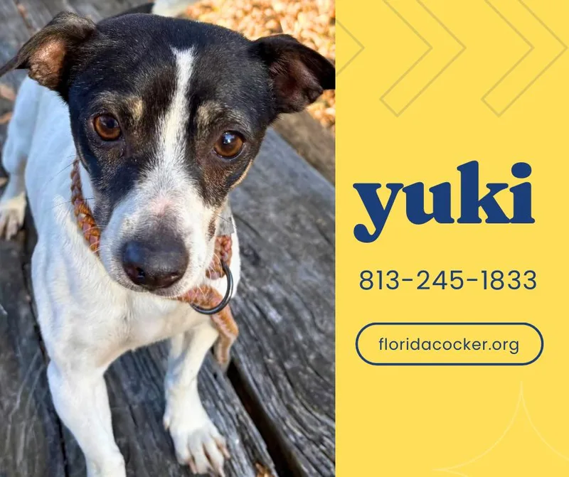An adult small-sized female Chihuahua dog named Yuki for adoption in Land O Lakes, FL