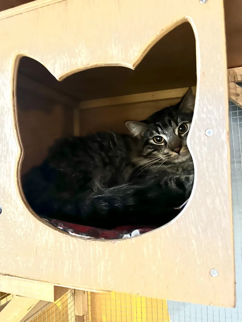 A young medium-sized female Domestic Short Hair cat named Lennox for adoption in Denver, CO