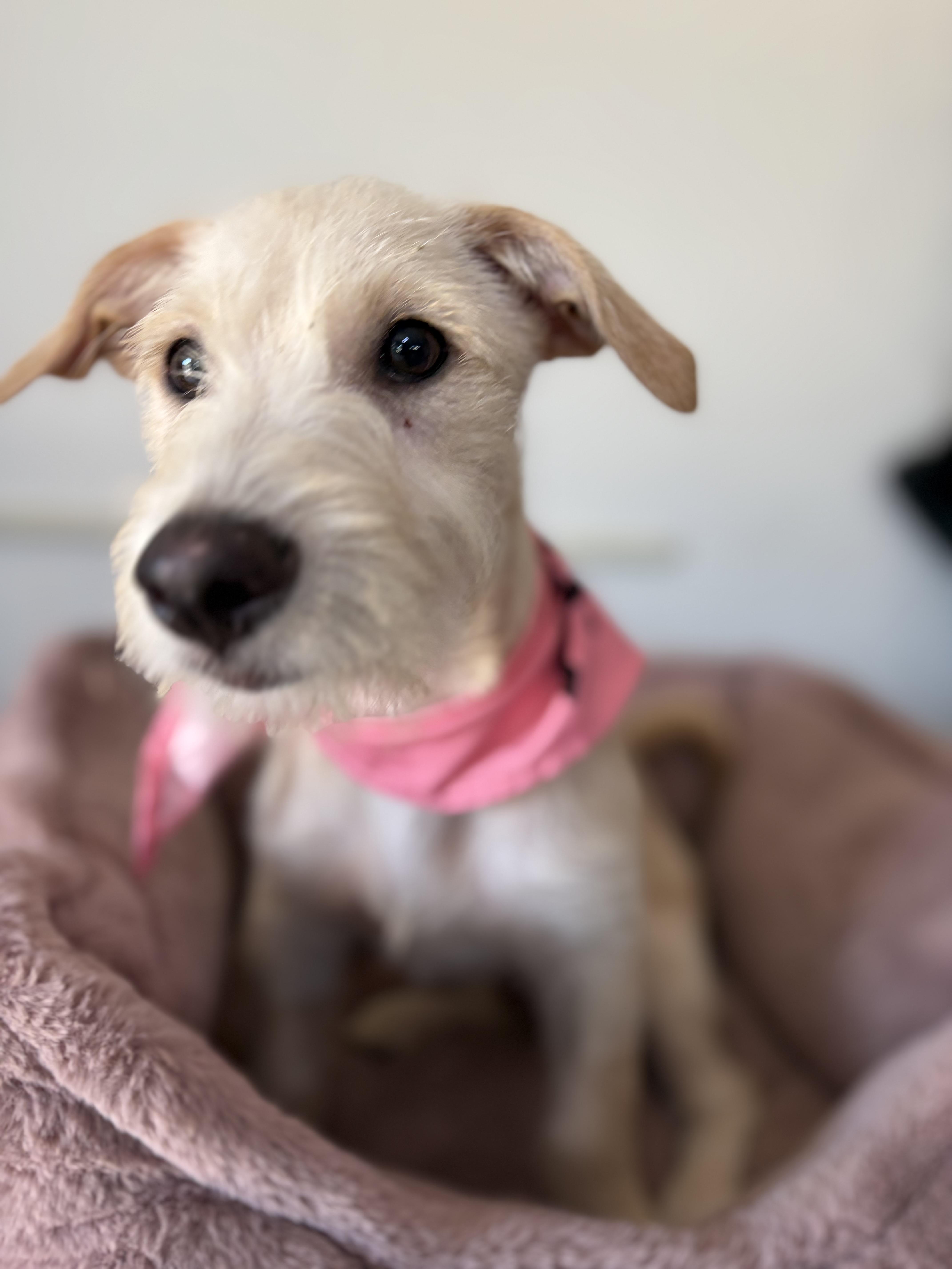 A baby small-sized female Border Terrier dog named Sienna for adoption in Poway, CA