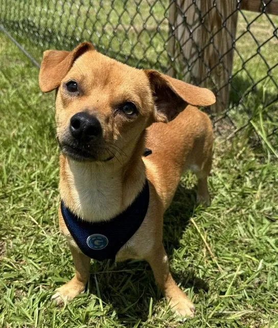 An adult small-sized male Chihuahua dog named Peanut for adoption in Tarrytown, GA