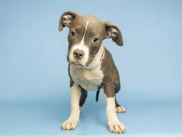 A baby small-sized female Pit Bull Terrier dog named Joanna for adoption in Phoenix, AZ