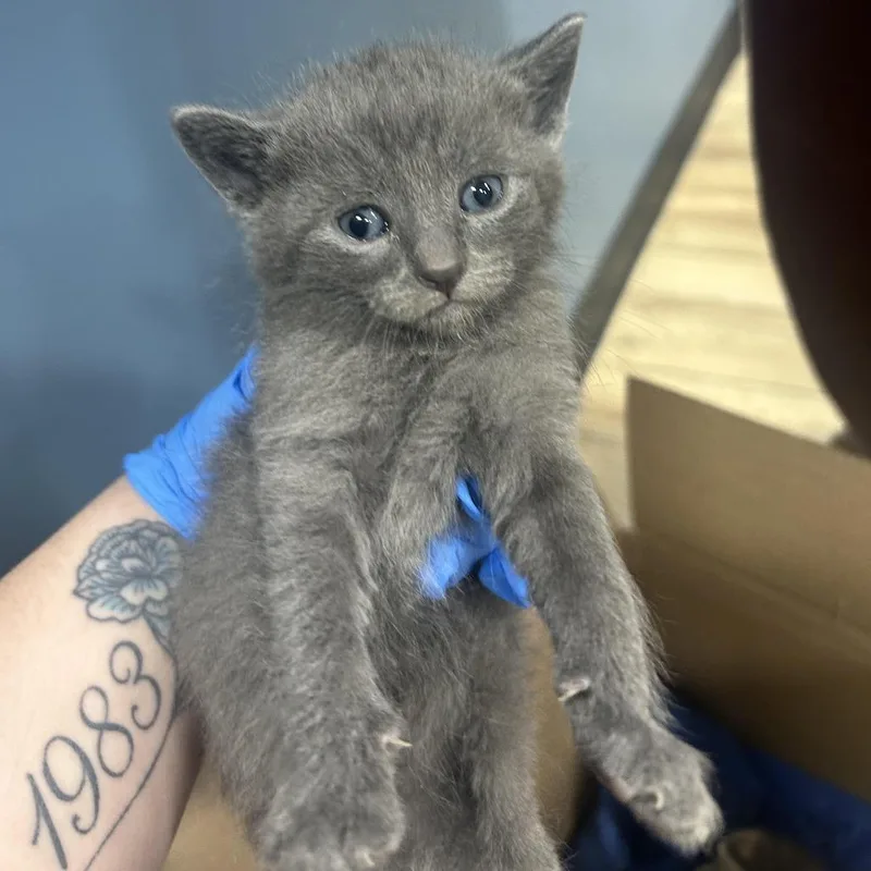 A baby small-sized male Gray / Blue / Silver Domestic Short Hair cat named Pumpkin for adoption in Newark, NJ