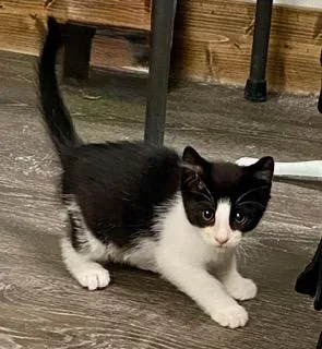A baby medium-sized male Black & White / Tuxedo American Shorthair cat named Pizza for adoption in Fredericksburg, OH