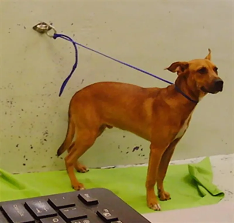 A young medium-sized male Staffordshire Bull Terrier dog named Oso for adoption in Houston, TX