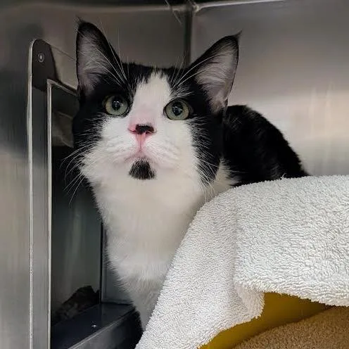 A young large-sized male Black Domestic Short Hair cat named Meow Meow for adoption in Springfield, MA