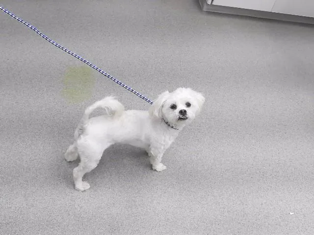 A young small-sized male Shih Tzu dog named Reux for adoption in Omaha, NE