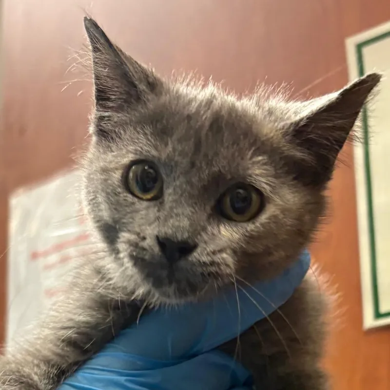 A baby small-sized female Gray / Blue / Silver Domestic Short Hair cat named Gertrude for adoption in Yuma, AZ