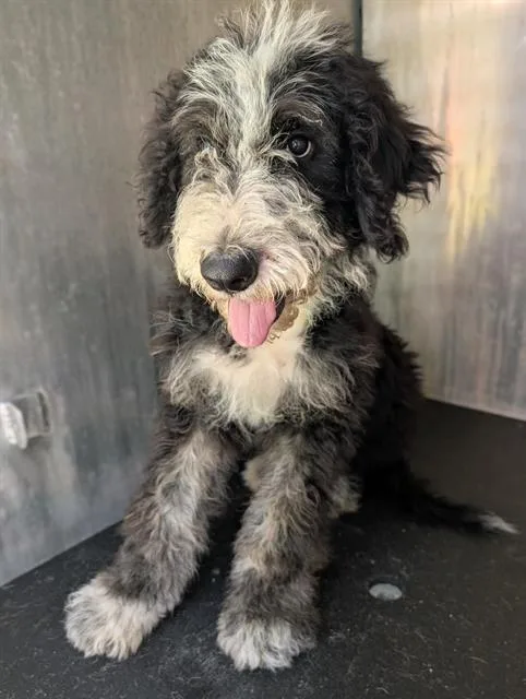 A baby medium-sized male Old English Sheepdog dog named Riffraff for adoption in San Antonio, TX