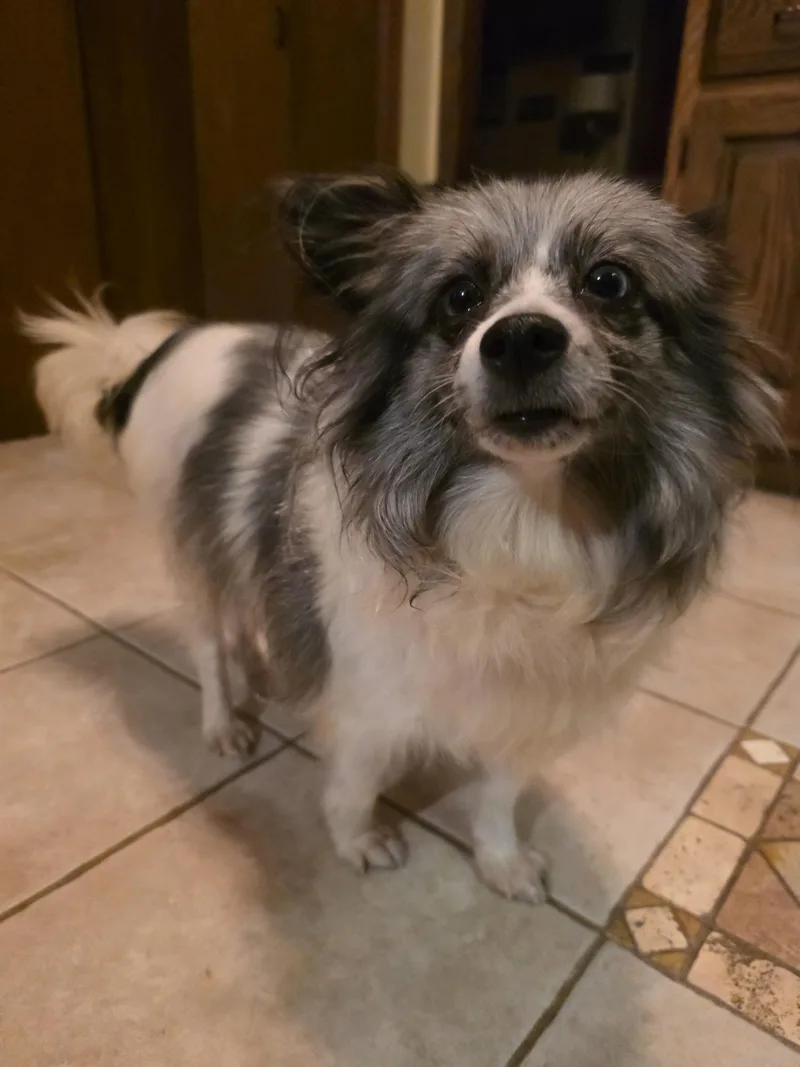 An adult small-sized female White / Cream Pomeranian dog named Bella for adoption in Orland Park, IL