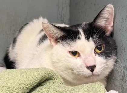 A young medium-sized male Domestic Short Hair cat named Patches for adoption in Verona, WI