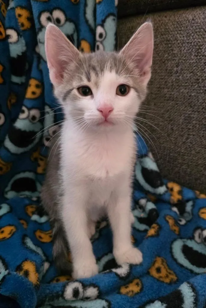 A baby small-sized male Domestic Medium Hair cat named Denver for adoption in Fond Du Lac, WI