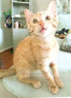 A baby small-sized male Orange & White Domestic Short Hair cat named Stoli for adoption in Anoka, MN