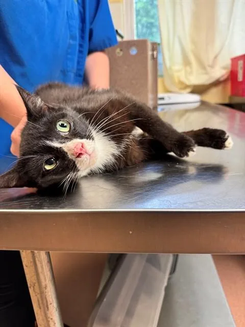 An adult medium-sized female Domestic Short Hair cat named Catch for adoption in Cookeville, TN
