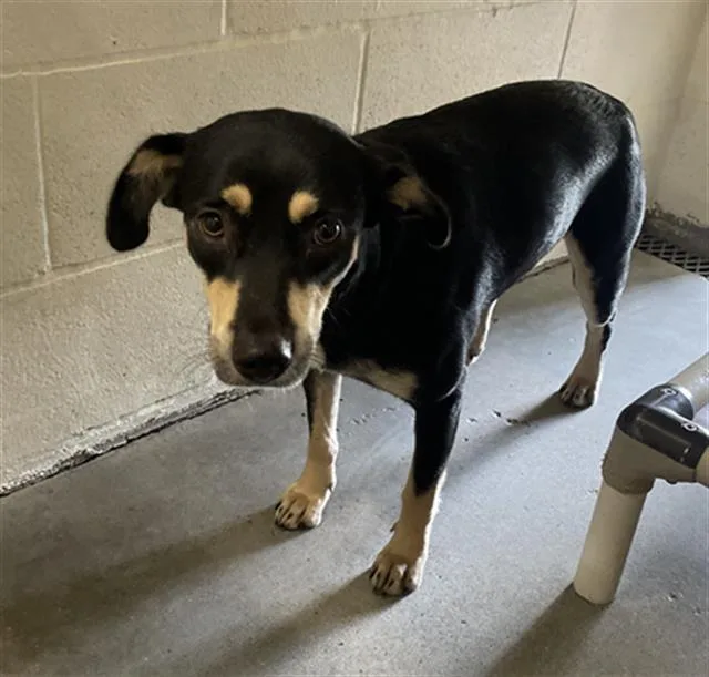 A young small-sized female Labrador Retriever dog named Naya for adoption in Rosenberg, TX