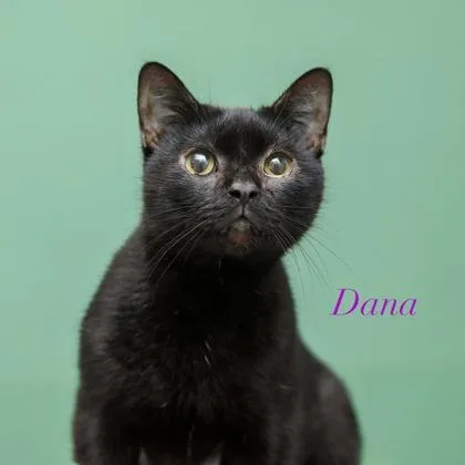 Dana