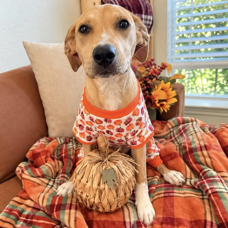 A baby medium-sized female Yellow / Tan / Blond / Fawn Labrador Retriever dog named Caramel for adoption in Liverpool, TX