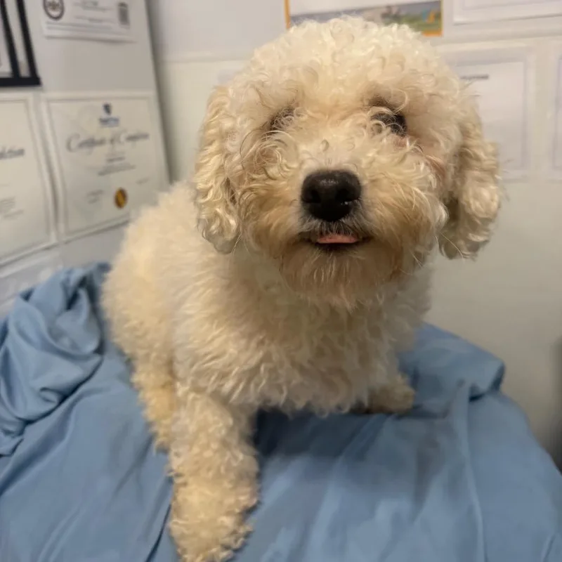 An adult small-sized female White / Cream Bichon Frise dog named Bijou for adoption in West Chester, PA