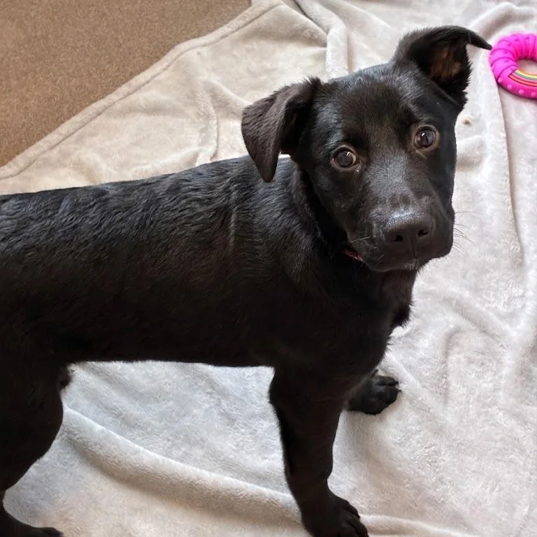 A baby medium-sized male Black Husky dog named Goofy for adoption in South Elgin, IL