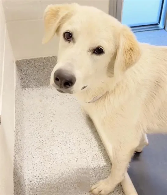 A young large-sized female White / Cream Labrador Retriever dog named Sophia for adoption in Brookeville, MD