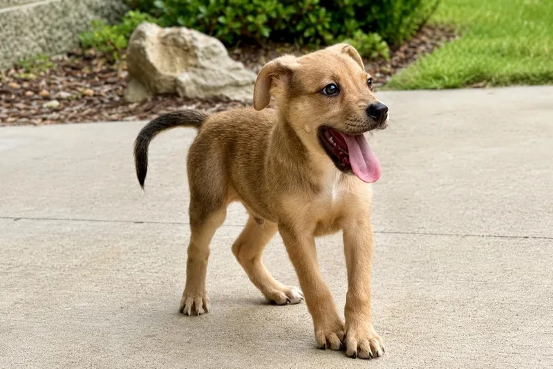 A baby medium-sized male Brown / Chocolate Mixed Breed dog named Burt for adoption in Maryville, TN