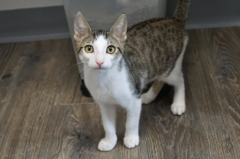 A baby small-sized male Domestic Short Hair cat named Soren for adoption in Fountain Hills, AZ