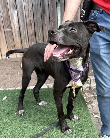 An adult medium-sized female Pit Bull Terrier dog named Yappy Gilmore for adoption in Washington, DC