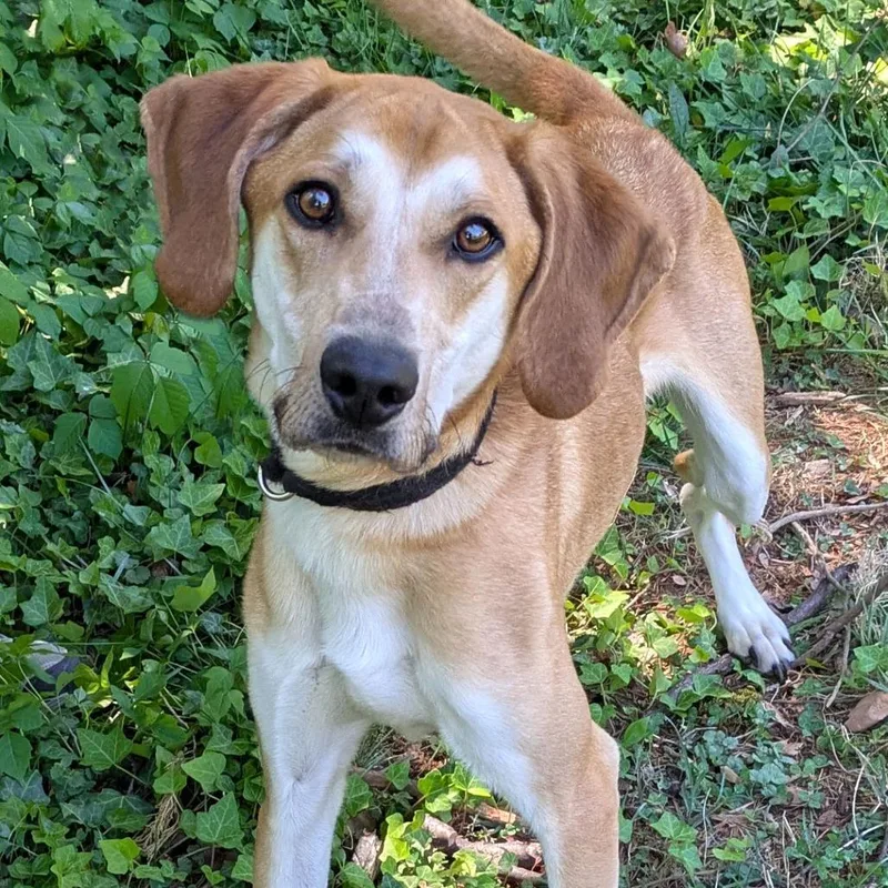 An adult medium-sized male Brown / Chocolate Hound dog named Ricky for adoption in Charlottesville, VA