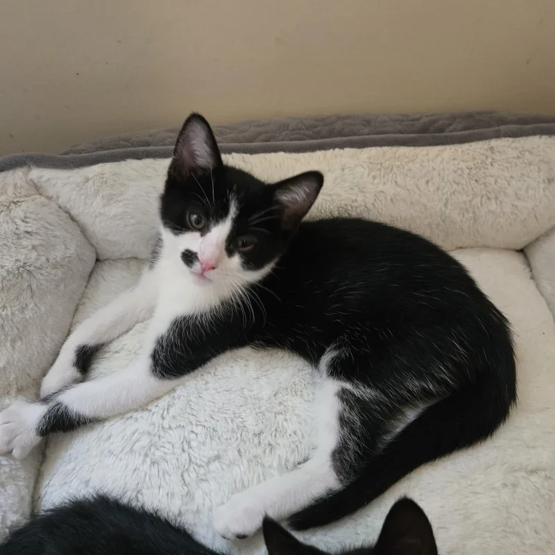 A baby medium-sized male Black & White / Tuxedo Domestic Short Hair cat named Georgie for adoption in Grove City, OH